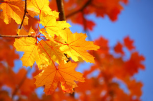 Autumn